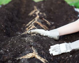 planting a row of asparagus crowns in a raised vegetable bed