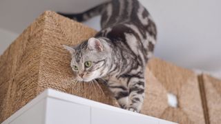 Cat on top of closet