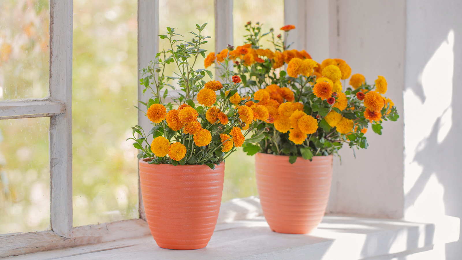 Orange chrysanthemums growing in pots on white windowsill