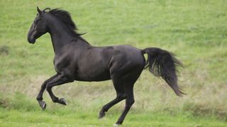 Black american saddlebred horse cantering in field