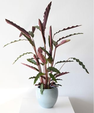 Furry feather calathea