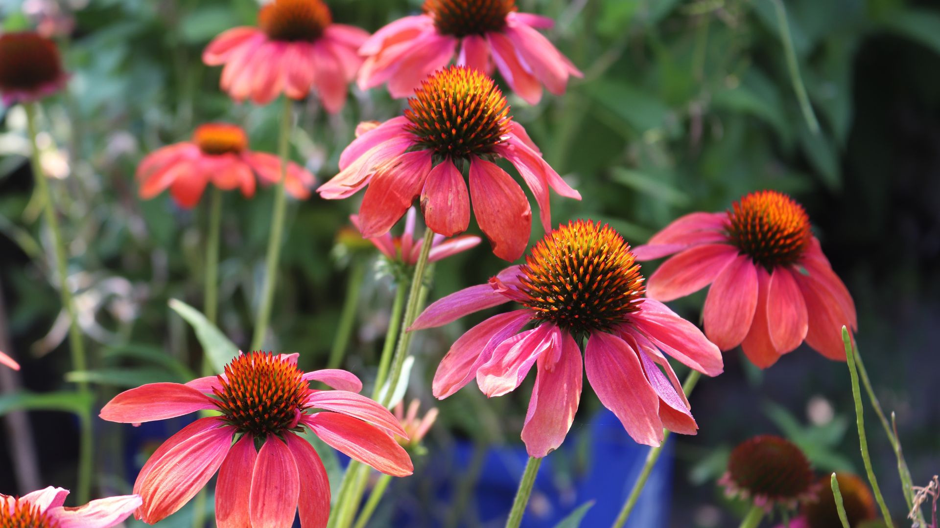 pink echinaceas in garden