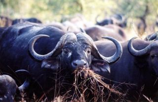 cape-buffalo-110410-02