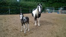 Taylor-and-Swift-the-foal-at-Redwings.jpg