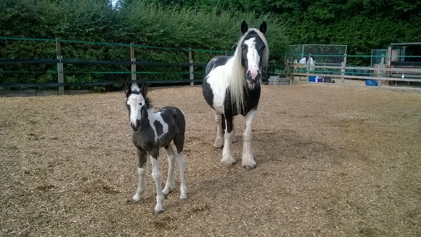 Taylor-and-Swift-the-foal-at-Redwings.jpg