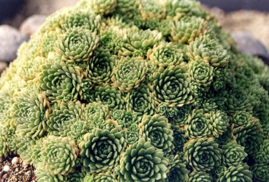 Rosularia Succulent Plants