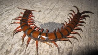 A nighttime picture of an Amazonian giant centipede on a cement floor.