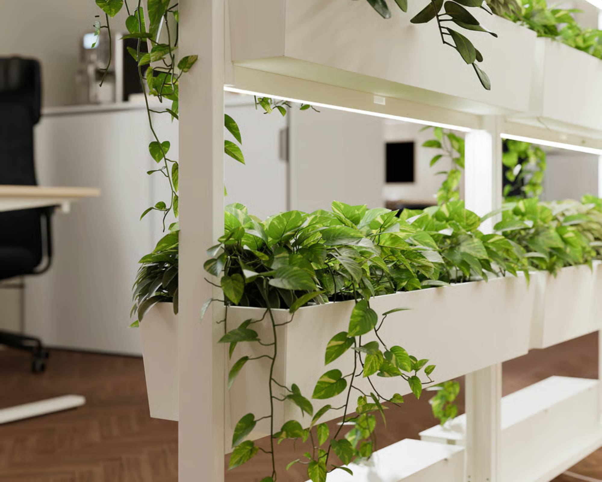 Plants in planter boxes