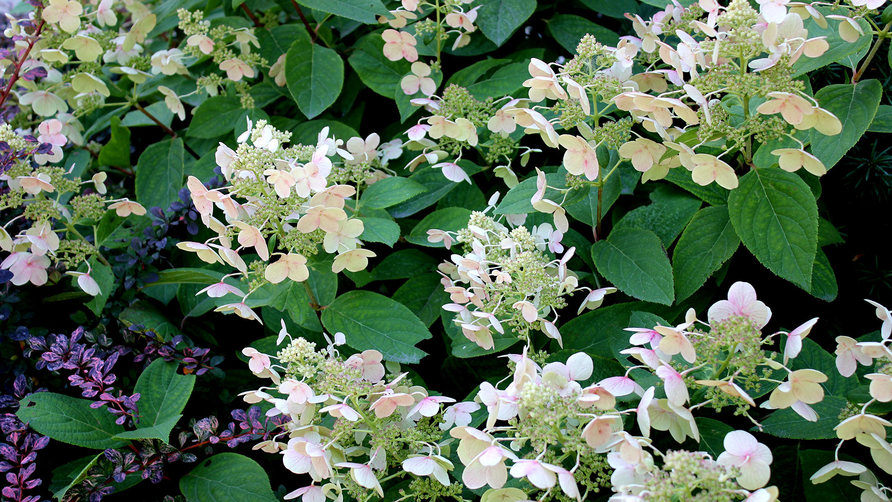 Hydrangea Tardiva in bloom