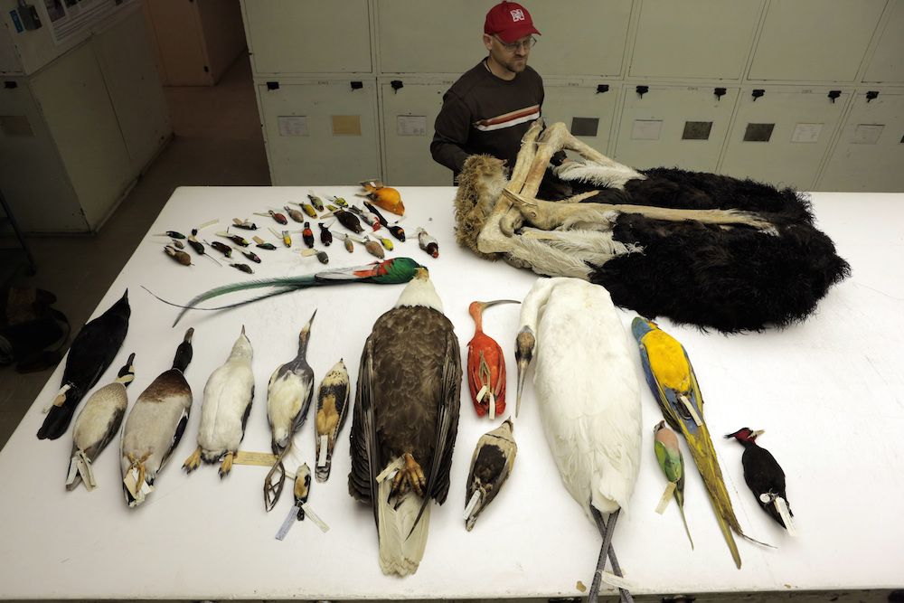 dead bird specimens