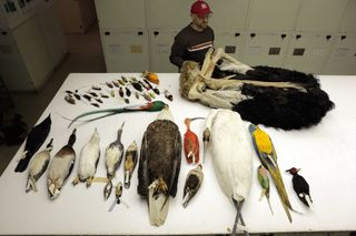 dead bird specimens