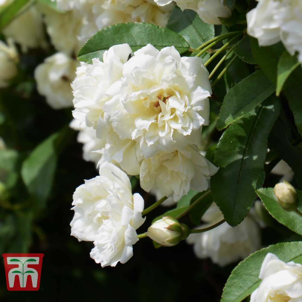 Rose Banksiae Var. Banksiae (climbing Rose)