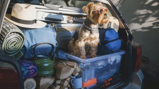 what is glamping: car boot with dog