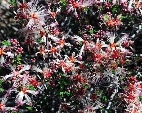These cotton-like flowers are everywhere in the desert right now.