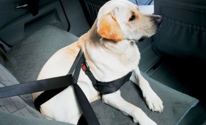 To prevent pups from becoming projectiles in the car, law enforcement officials suggest strapping them in. 