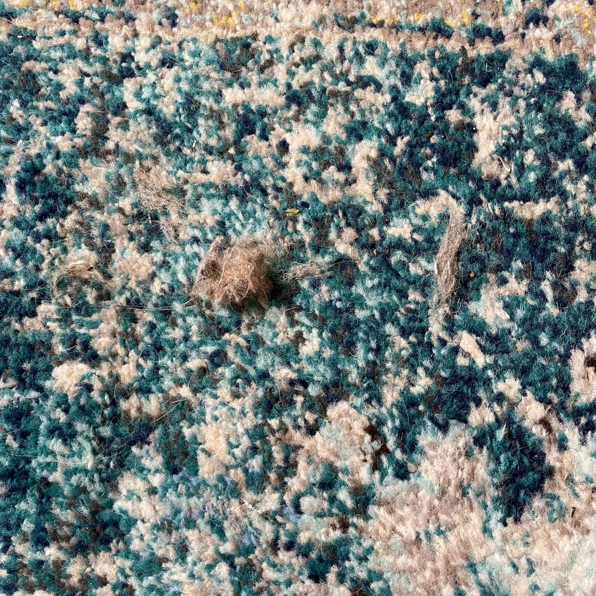 Hair balls on a blue rug