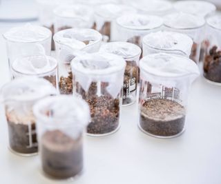 Small beakers filled with soil in a lab