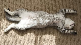 Cat playing dead