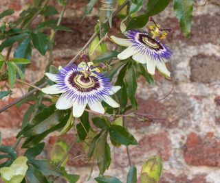 blue crown passionflower growing on wall