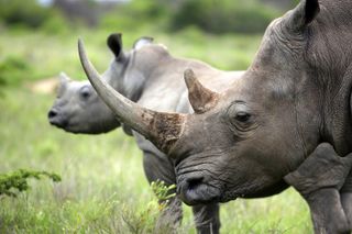 Rhinos in field