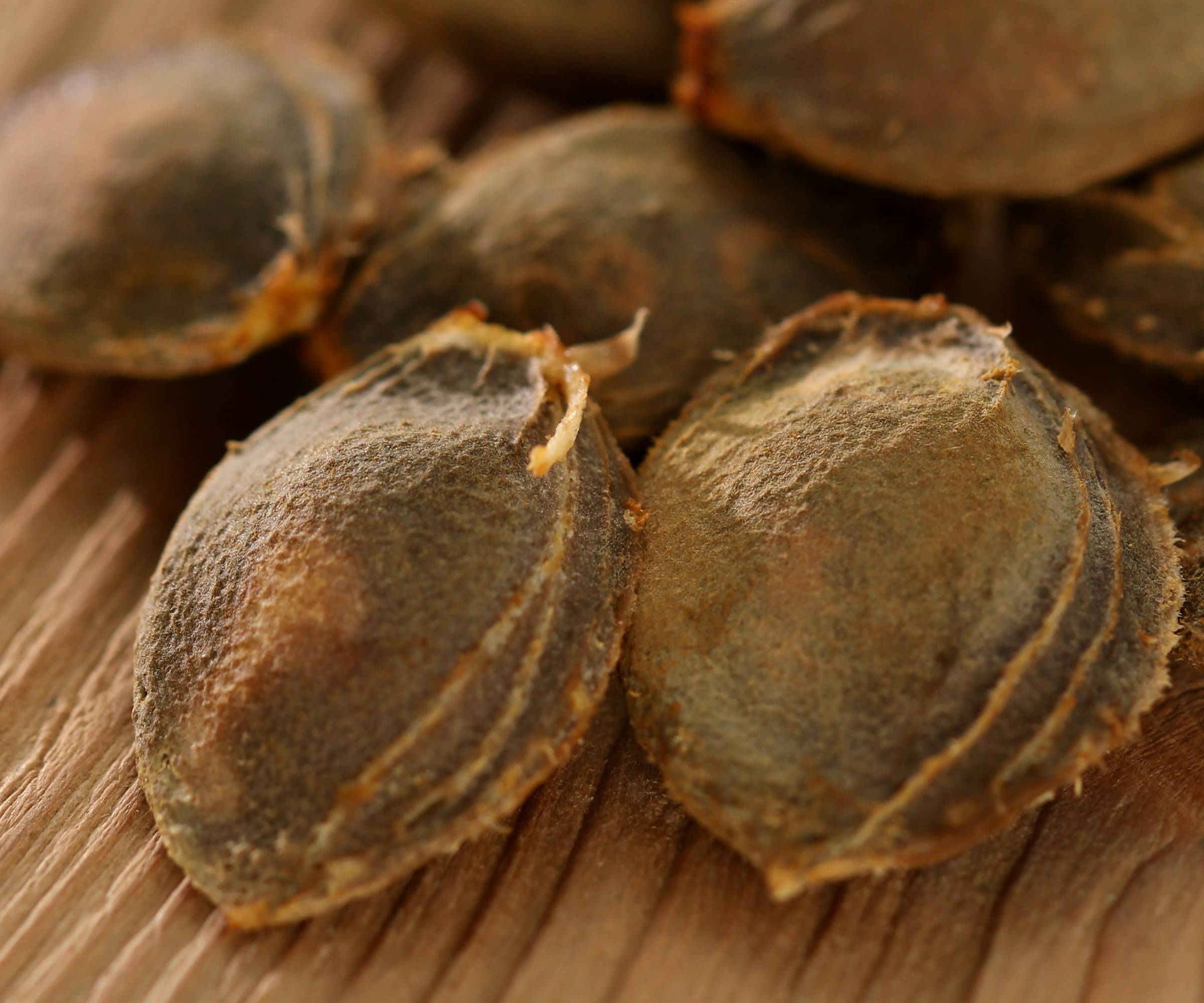 Several apricot pits on a wooden surface