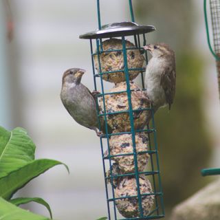 Sparrows on hanging bird feeder in garden