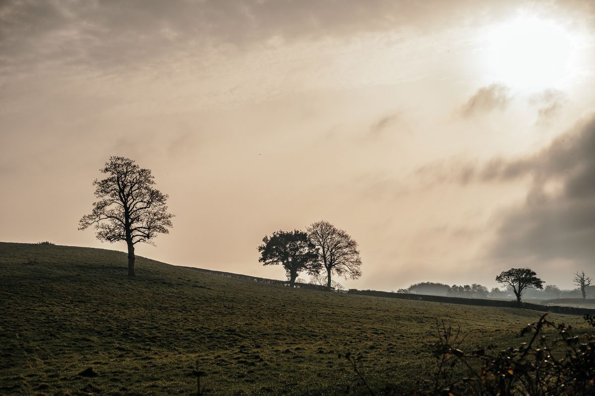 lone trees in a fall landscape
