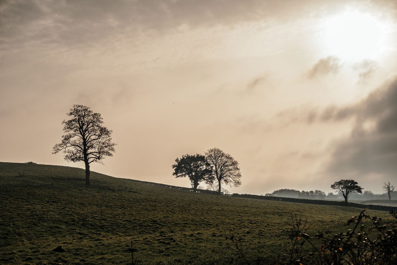 lone trees in a fall landscape