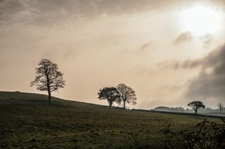 lone trees in a fall landscape