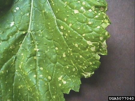 White Spots On A Turnip Leaf