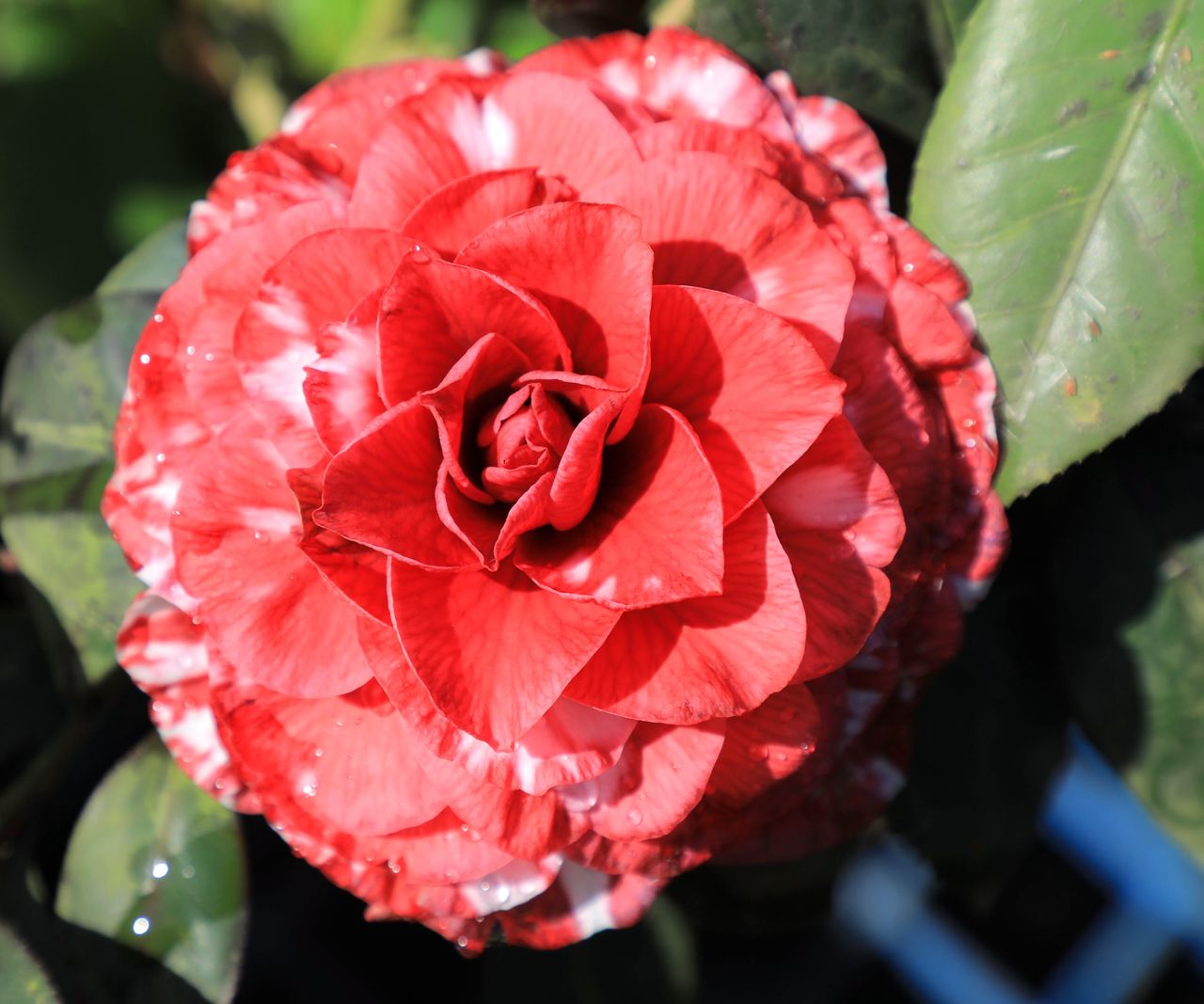 camellia Nucia Bella Rossa in bloom