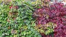 Red and green leaves of Virginia creeper growing across a garden wall