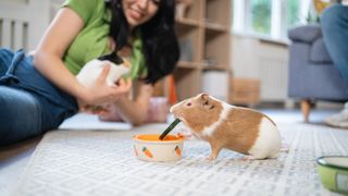 Guinea pig eating