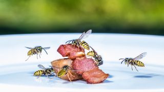 Wasps picking at meat
