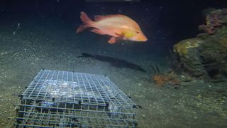 A deep sea fish swimming up to a GoPro underwater 