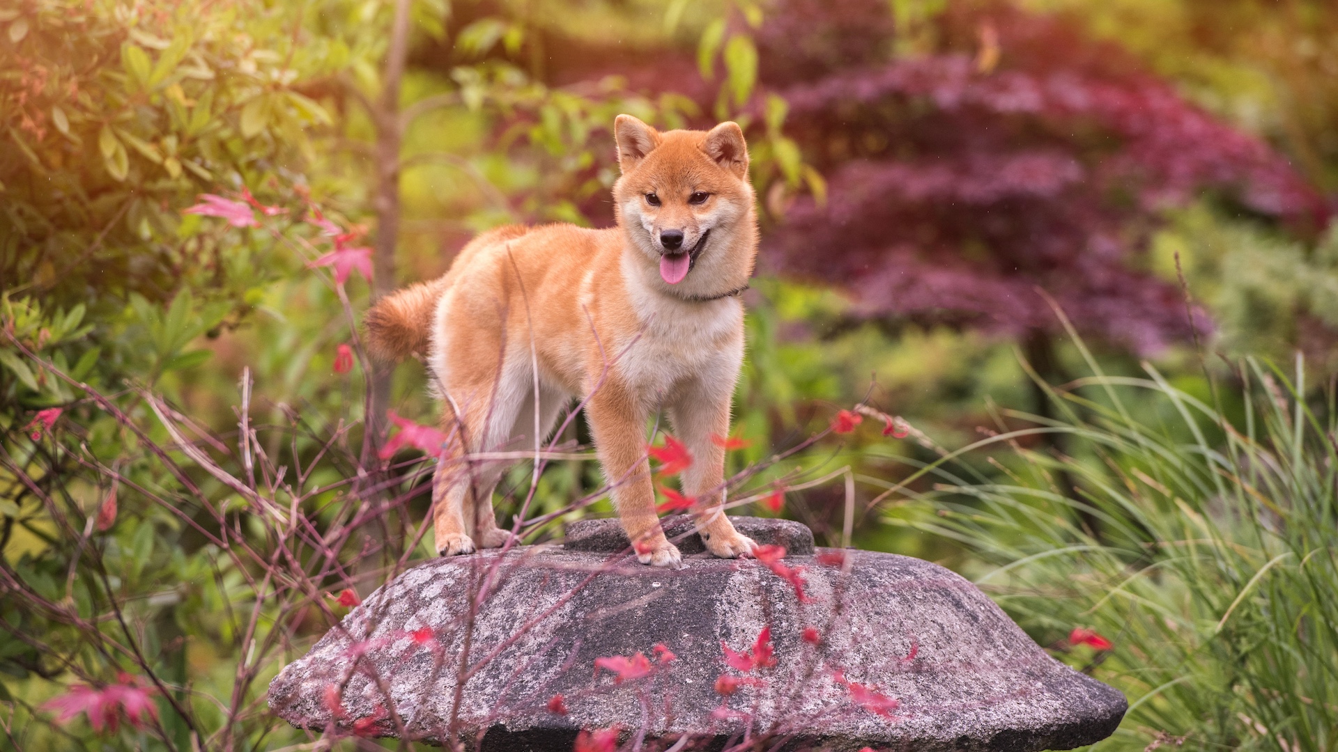 Shiba inu dog in gardens
