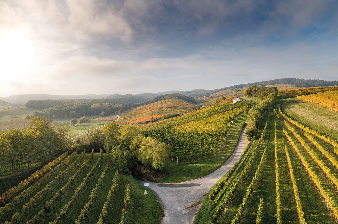 Austrian vineyards