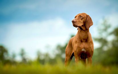 A beautiful Vizsla dog stands in grass and looks to the side.