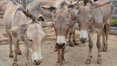 Donkeys-at-the-Goldox-slaughterhouse-in-Baringo-Kenya.-Credit-The-Donkey-Sanctuary.jpg
