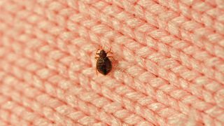 Close up of bedbug