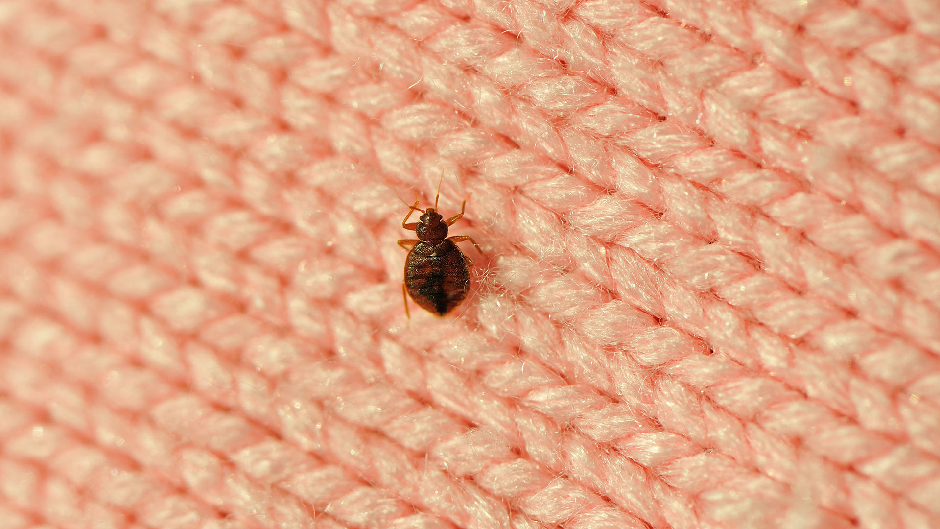 Bed Bug Exterminator Nyc Llc Things To Know Before You Get This