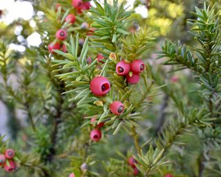 Hicks yew Taxus x media ‘Hicksii’