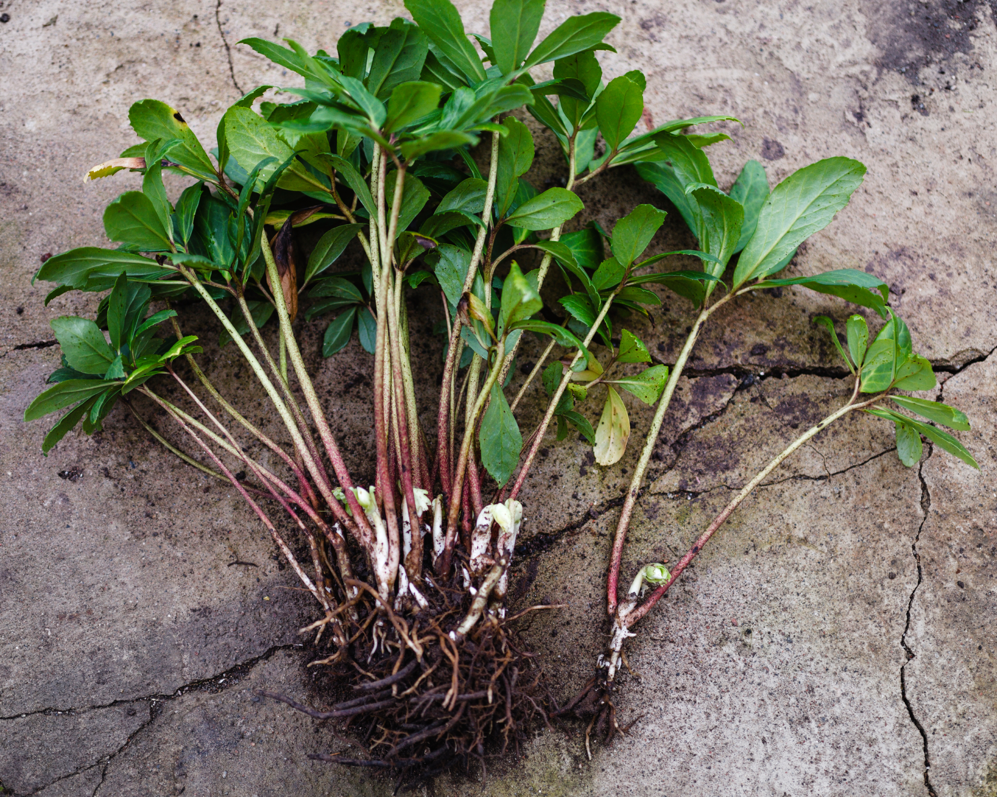 dug up hellebore plant