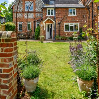 Lavender plants growing in terracotta plant pots next to metal garden arch on grass lawn