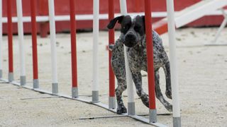 German shorthaired pointer in dog agility