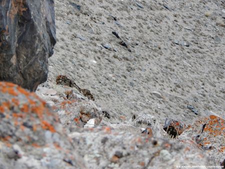 a snow leopard blending into his rocky, mountainous background