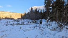 Photograph of the site where a landslide occurred in Canada's Yukon territory last December showing severed trees covered in snow.