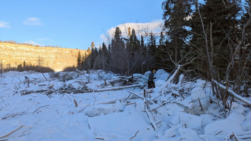 Photograph of the site where a landslide occurred in Canada&#039;s Yukon territory last December showing severed trees covered in snow.
