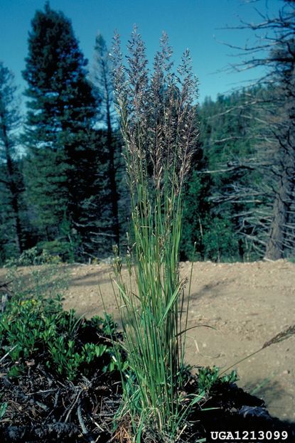 Tall Green Fescue Plant