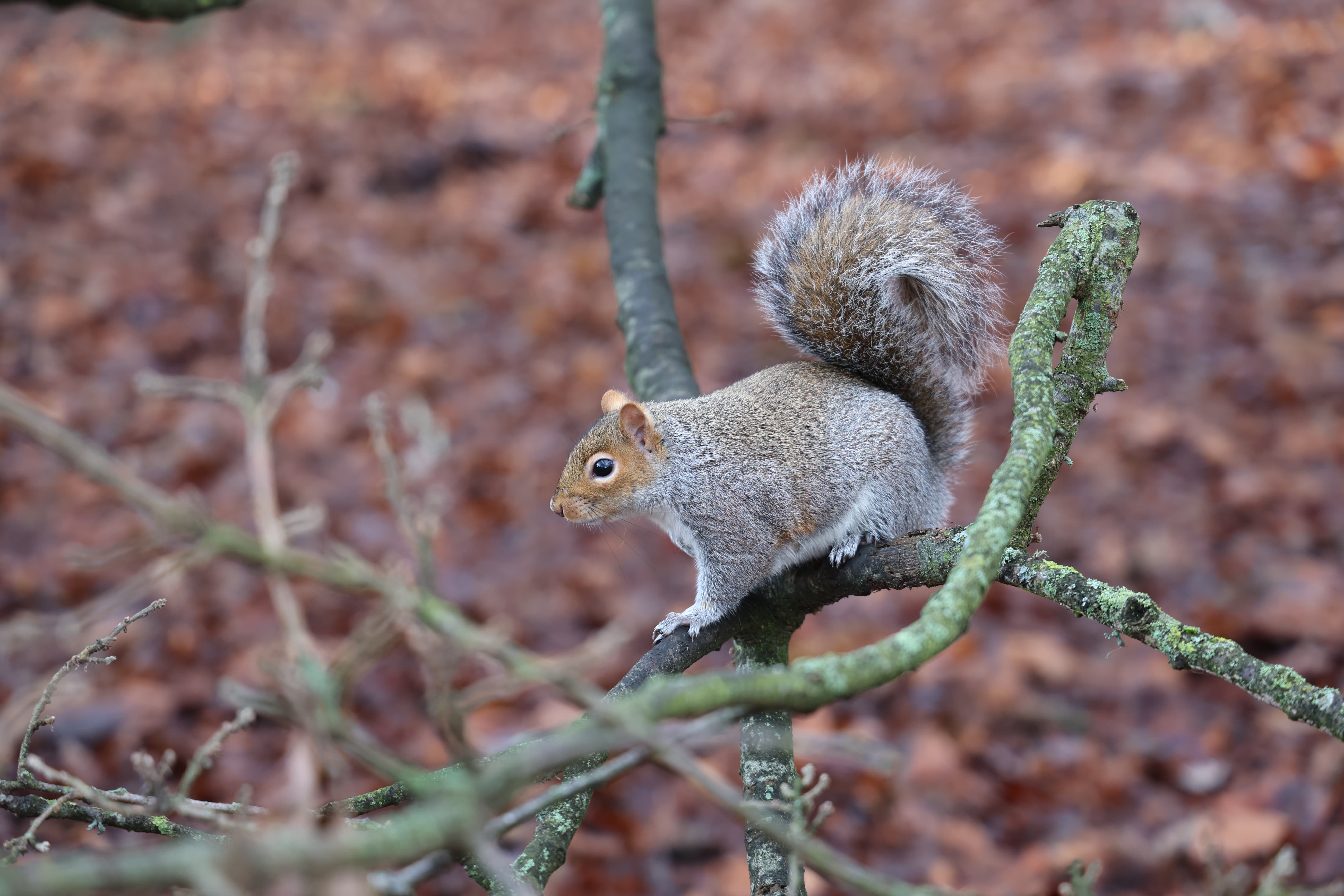 canon eos r6 II gallery squirrel in sharp focus